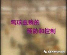 夏季球蟲到底該怎么預(yù)防治療？都在這里！