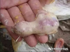 肉雞最頭疼的還是腺肌胃炎，到底該怎么解決？